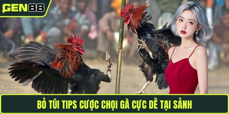 Bỏ túi tips cược chọi gà cực dễ tại sảnh