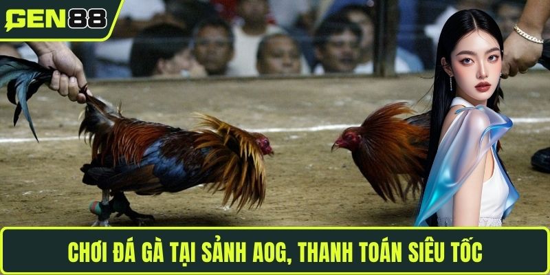 Chơi đá gà tại sảnh AOG, thanh toán siêu tốc