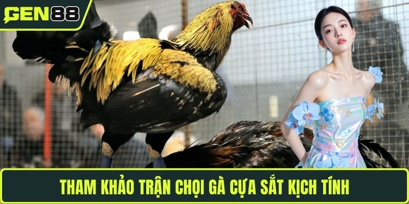 Tham khảo trận chọi gà cựa sắt kịch tính